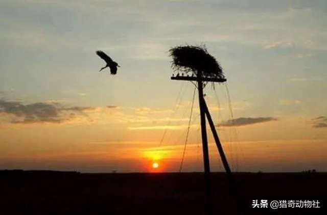 过去鸟筑巢都是在树上,为什么现在都在高压线铁塔上筑巢?