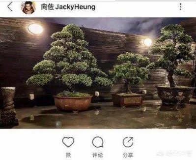 6月17日郭碧婷腹部隆起似皮球被猜测怀孕,为什么明星生子这么多人关注?