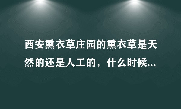 西安熏衣草庄园的熏衣草是天然的还是人工的,什么时候开花呢?