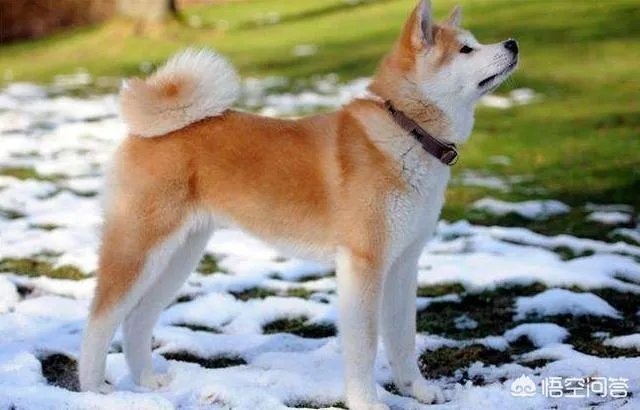 秋田犬价格为什么那么昂贵?