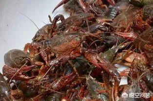 现在放小龙虾种苗还适合吗?为什么有些人这个时段放,现在放的话存活率是多少?