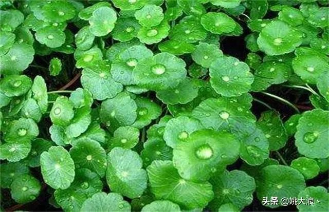 在水里养的花有哪些几种适合在水里养的花?