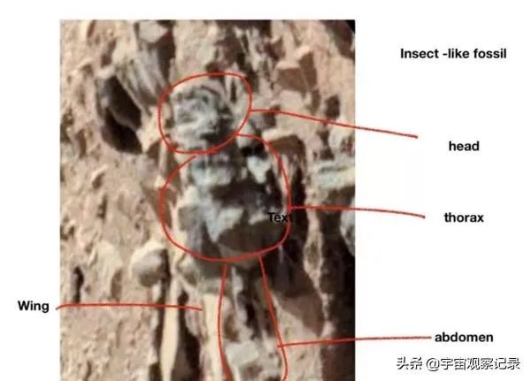 昆虫学家声称在火星上有重大发现,其理由是否充分?