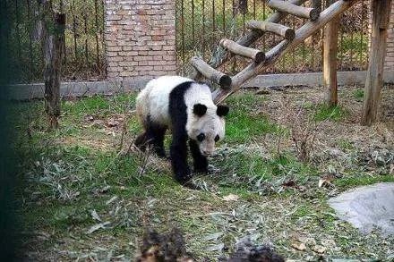 对于美国孟菲斯动物园熊猫瘦骨嶙峋这件事,动物园是如何回应的?