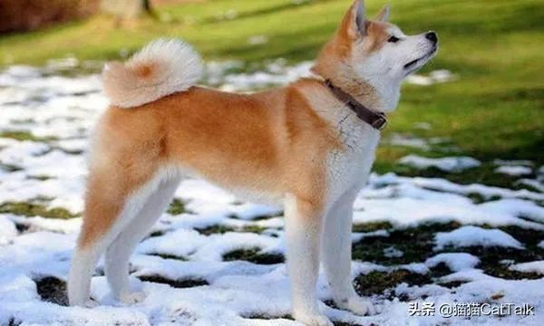 秋田犬价格为什么那么昂贵?