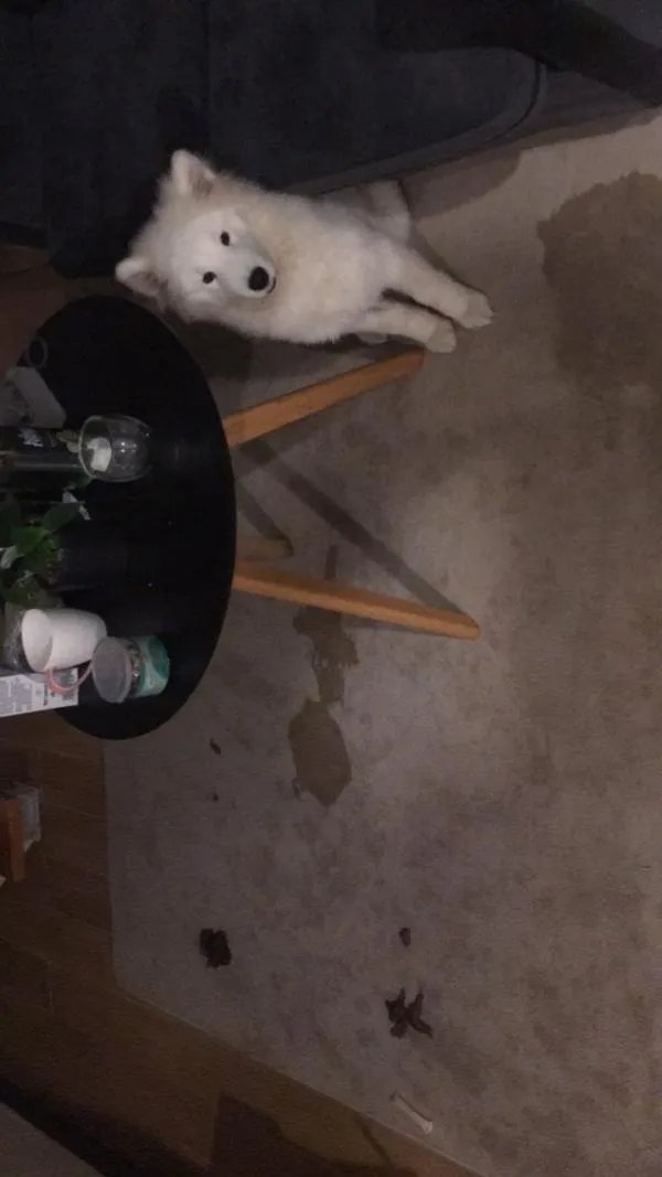 萨摩耶太蠢了