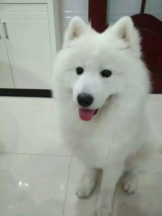 萨摩耶太蠢了