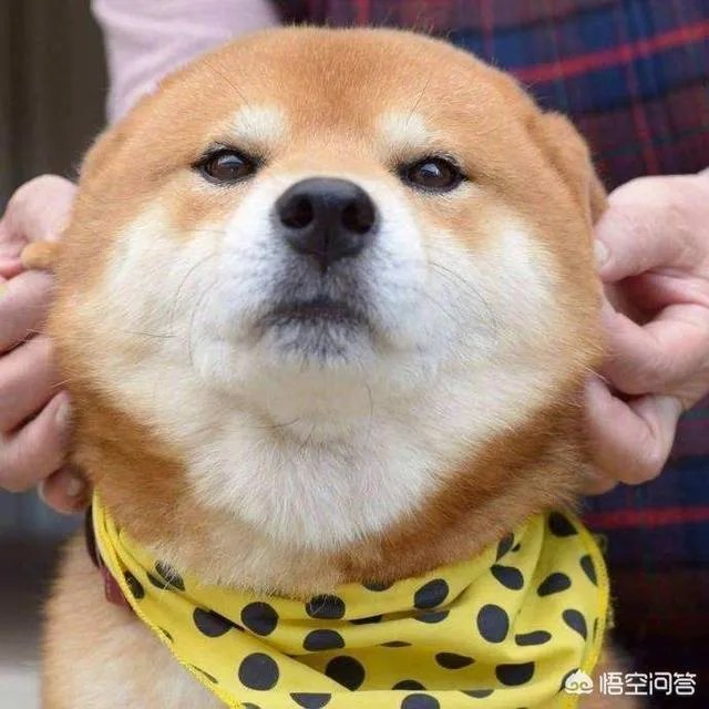 秋田犬价格为什么那么昂贵?