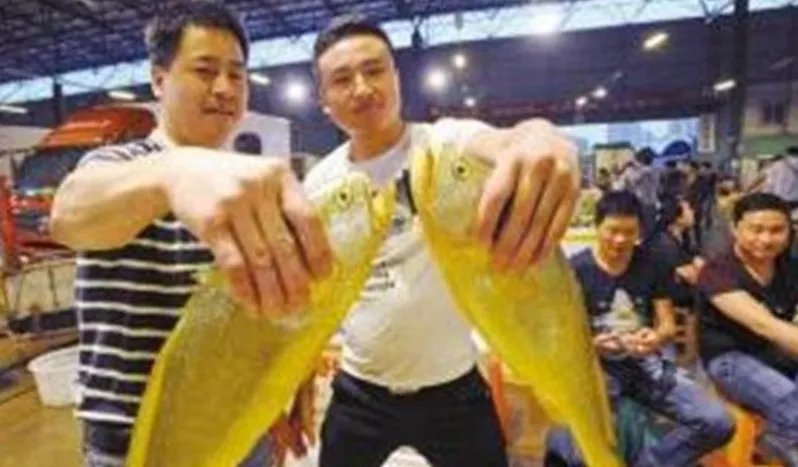 大黄鱼为什么能卖出轿车钱?