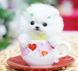 茶杯犬长不大吗?
