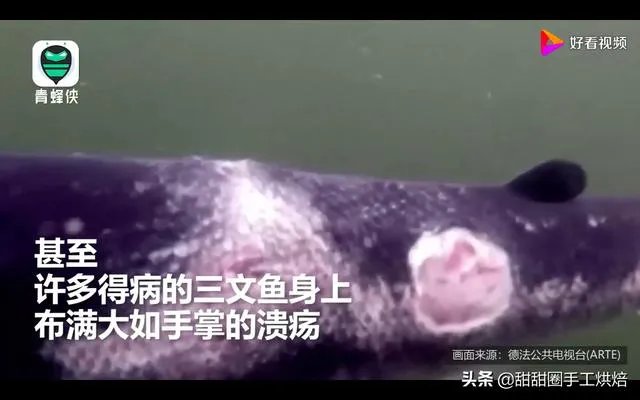 各地纷纷下架三文鱼,现在三文鱼还能吃吗?