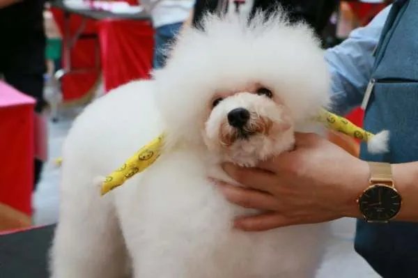 为什么宠物美容价格那么贵？