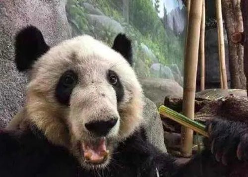 对于美国孟菲斯动物园熊猫瘦骨嶙峋这件事，动物园是如何回应的？