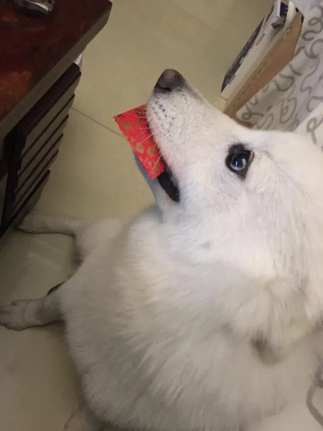 萨摩耶太蠢了