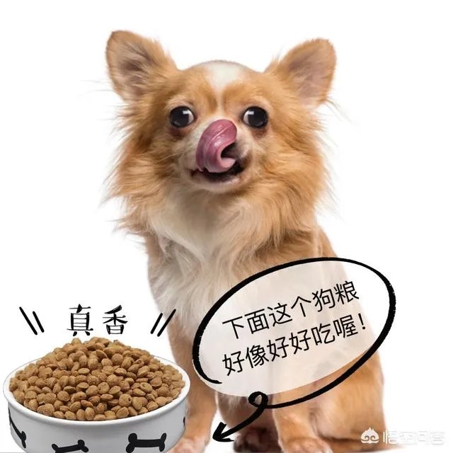 德牧为什么越来越少人养?