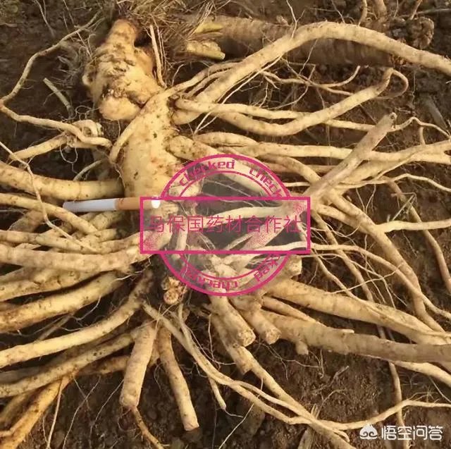 种药材真的能赚钱吗
