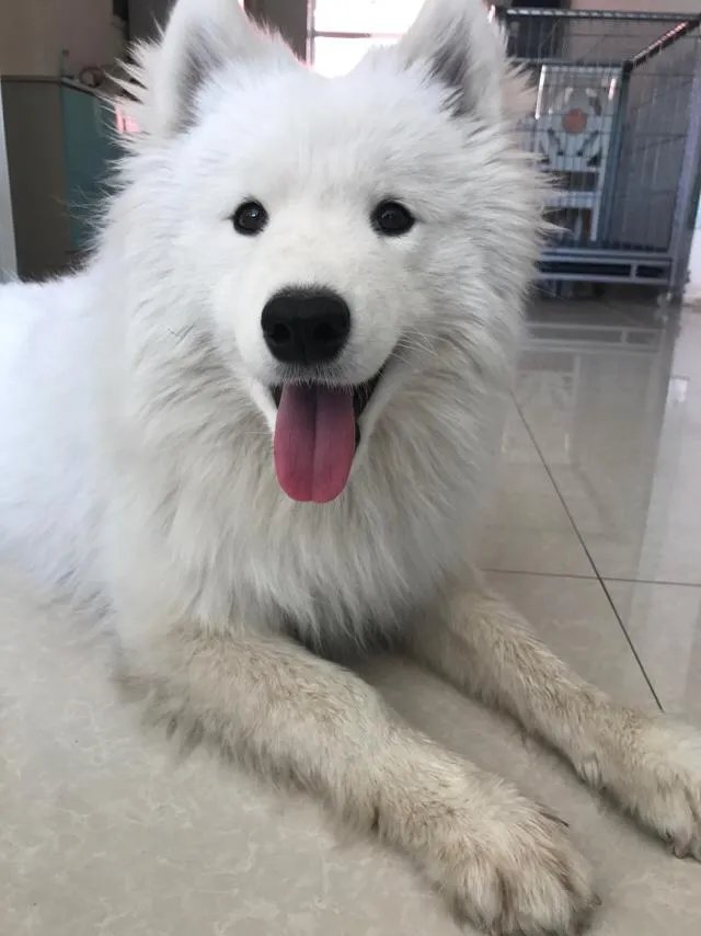 萨摩耶太蠢了