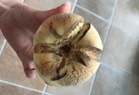 爆炸桃上市成网红,这种桃子为何能走红网络?