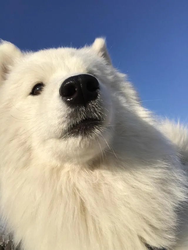 萨摩耶太蠢了