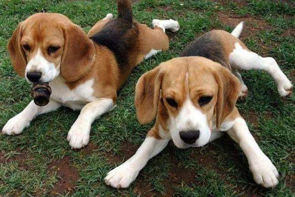 比格犬吃什么