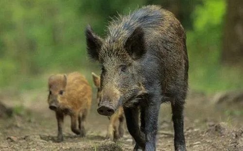 日本新干线列车与野猪相撞,通常野猪生活在什么地方?