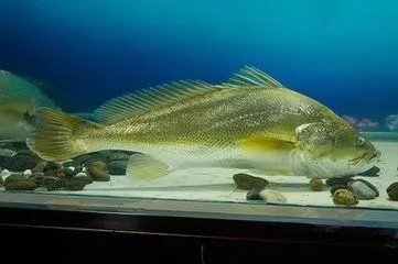 美国媒体评全球9种最贵食物(它就是黄唇鱼)