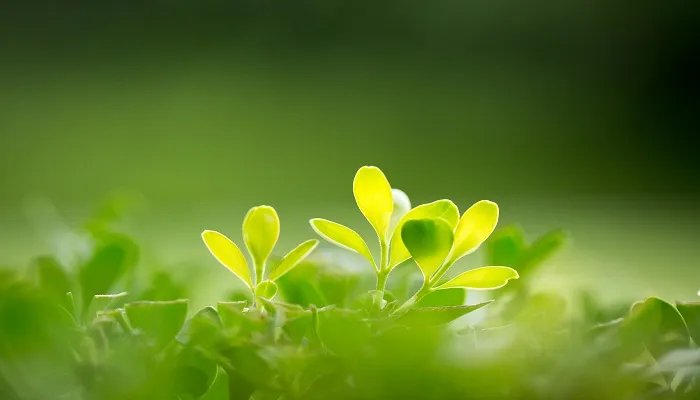 羽叶鬼针草是什么 鬼针草是什么草