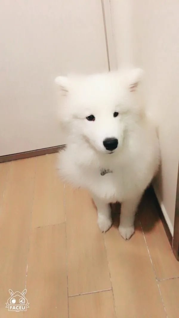 萨摩耶太蠢了