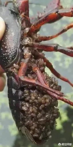 怎么养殖龙虾种苗?
