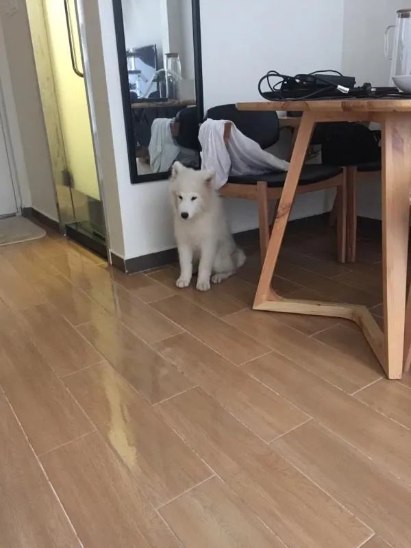 萨摩耶太蠢了
