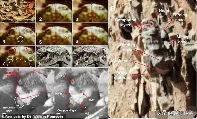 昆虫学家声称在火星上有重大发现,其理由是否充分?
