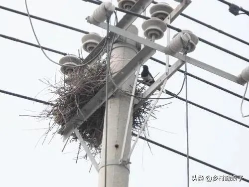 过去鸟筑巢都是在树上,为什么现在都在高压线铁塔上筑巢?
