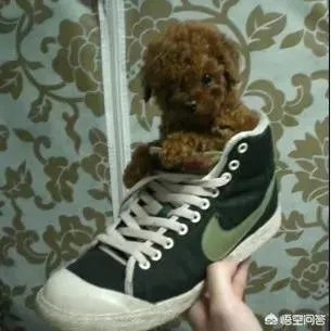 茶杯犬长不大吗?