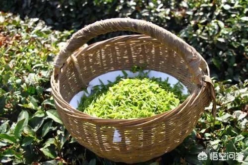 喝茶要先洗茶吗?茶叶中有没有农药的残留?