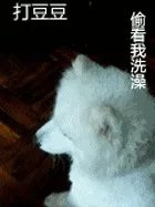 萨摩耶太蠢了