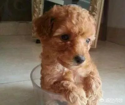 茶杯犬长不大吗?