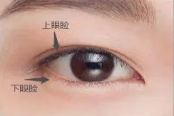 眼睑在哪儿图解