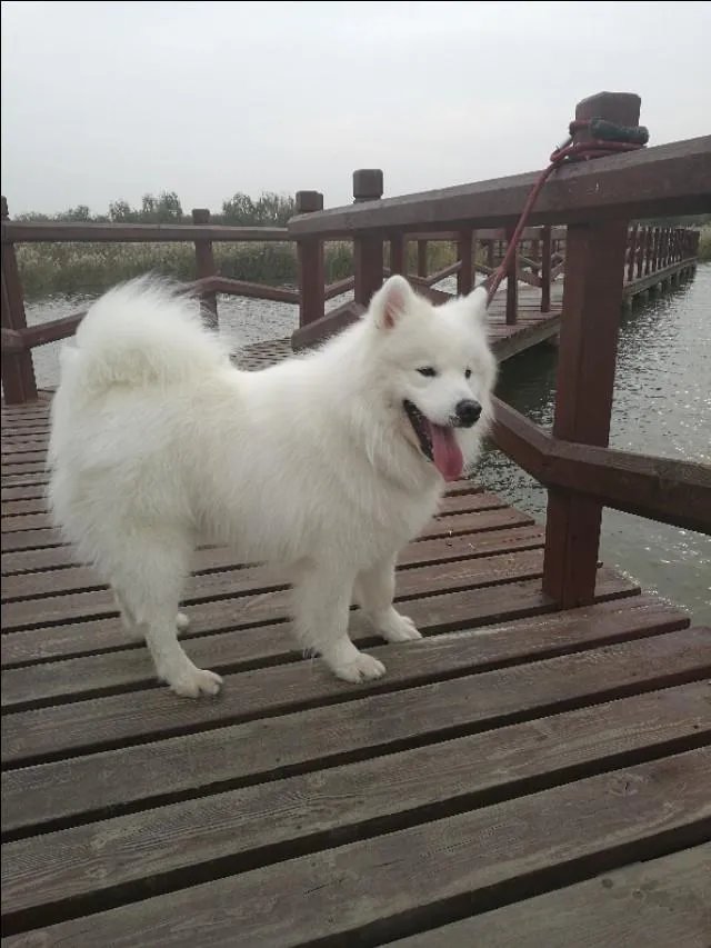 萨摩耶太蠢了