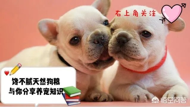 德牧为什么越来越少人养?