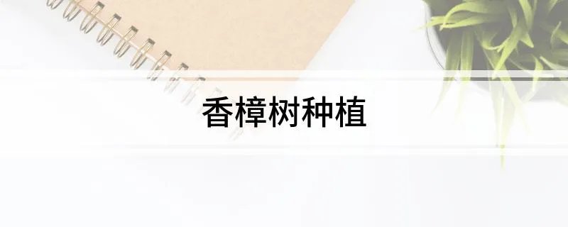 香樟树种植
