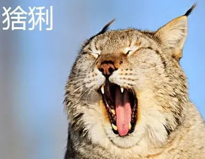 什么动物和猫长得像