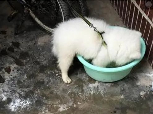 萨摩耶太蠢了