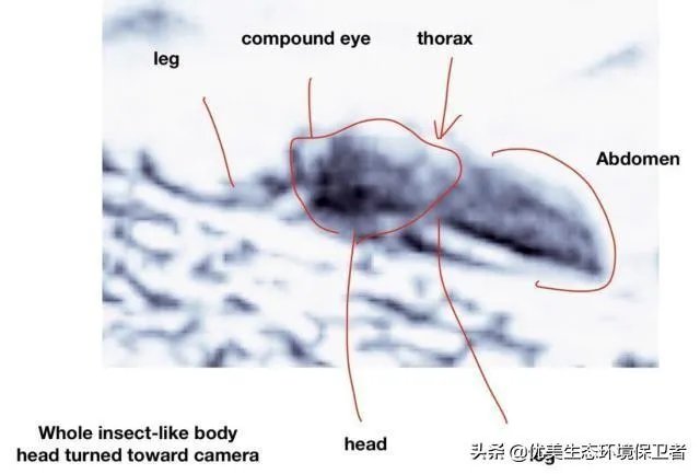 昆虫学家声称在火星上有重大发现,其理由是否充分?