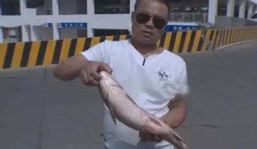 怪鱼流入长沙市场令人惶恐不安 永煮不烂的鱼就此诞生了