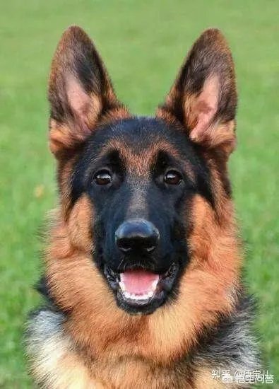 中国刑警学院竞售淘汰犬,要求不得弃养,你会买吗?