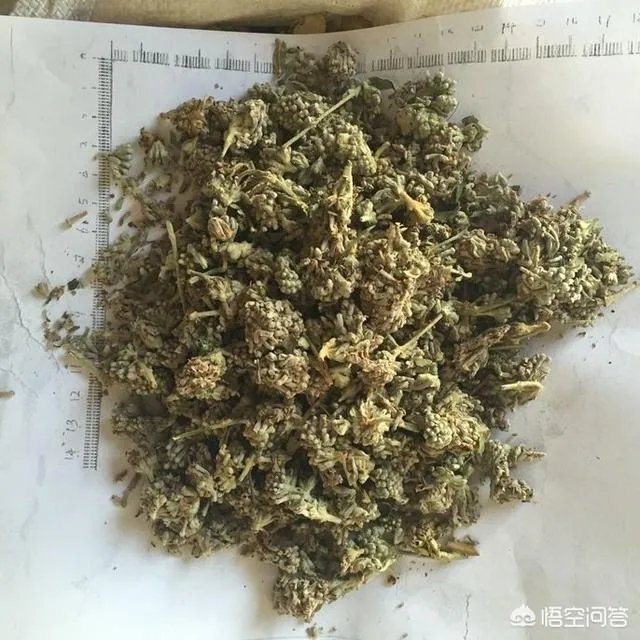 黄连、决明子和密蒙花泡水喝的功效是什么?