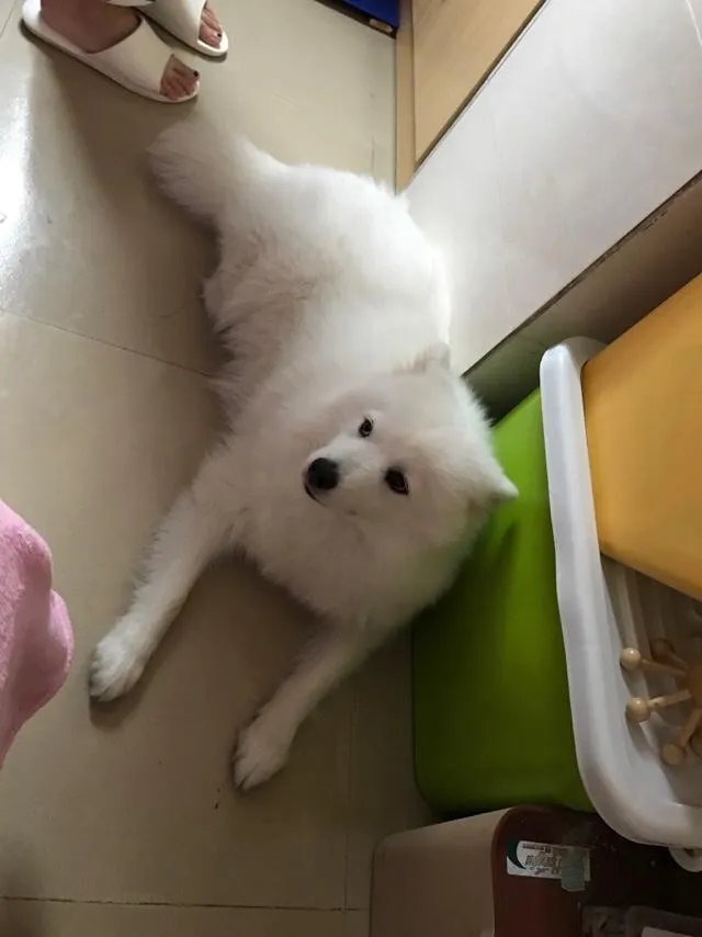 萨摩耶太蠢了