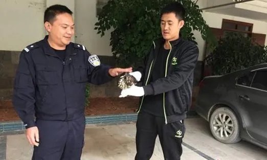 凤头鹰撞玻璃被救这到底是怎么回事?
