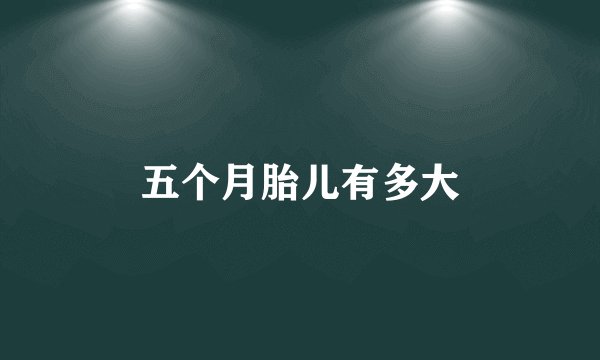 五个月胎儿有多大
