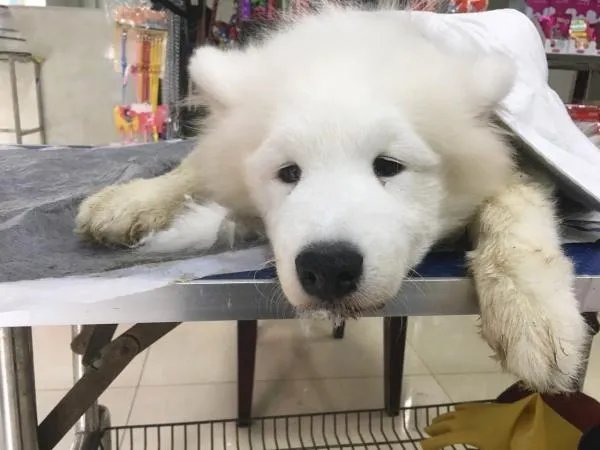 萨摩耶太蠢了